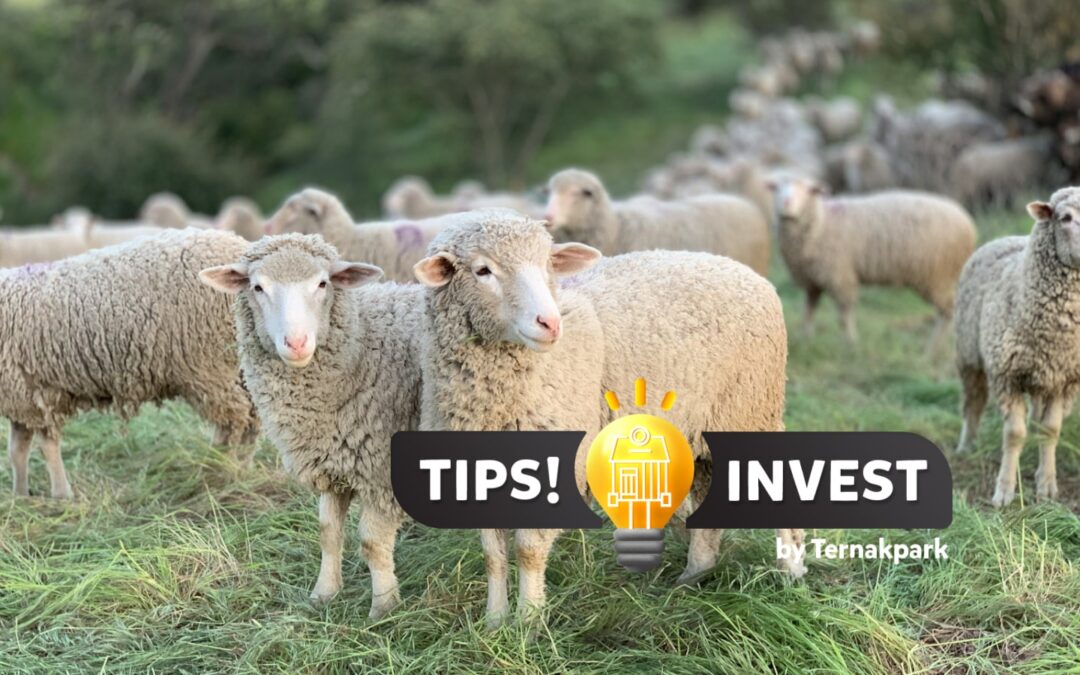 Mengapa Investasi di Peternakan Domba Menguntungkan? Berikut Analisis Penjelasannya