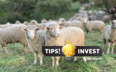 Mengapa Investasi di Peternakan Domba Menguntungkan? Berikut Analisis Penjelasannya