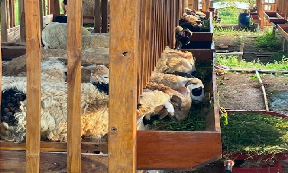 5 Ekor Domba atau kambing perah
