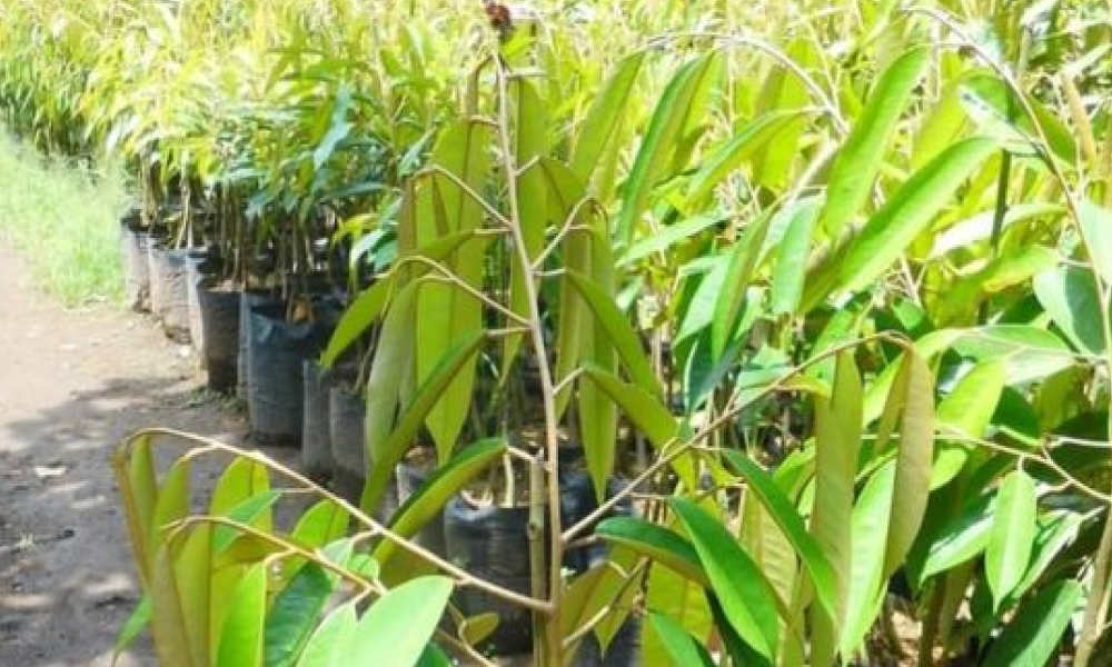 Tanaman Produktif