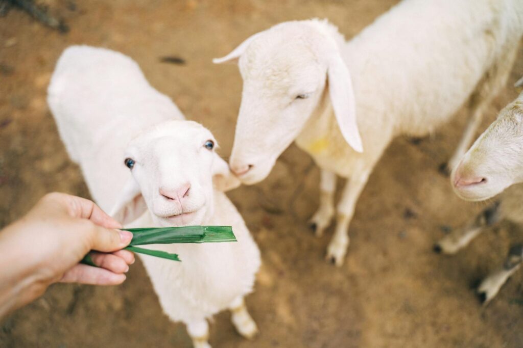 Photo of a Person's Hand Feeding White Sheep