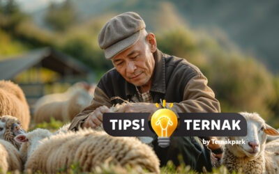 7 Cara Ampuh Meningkatkan Produktivitas Ternak Domba, Dijamin Sukses!