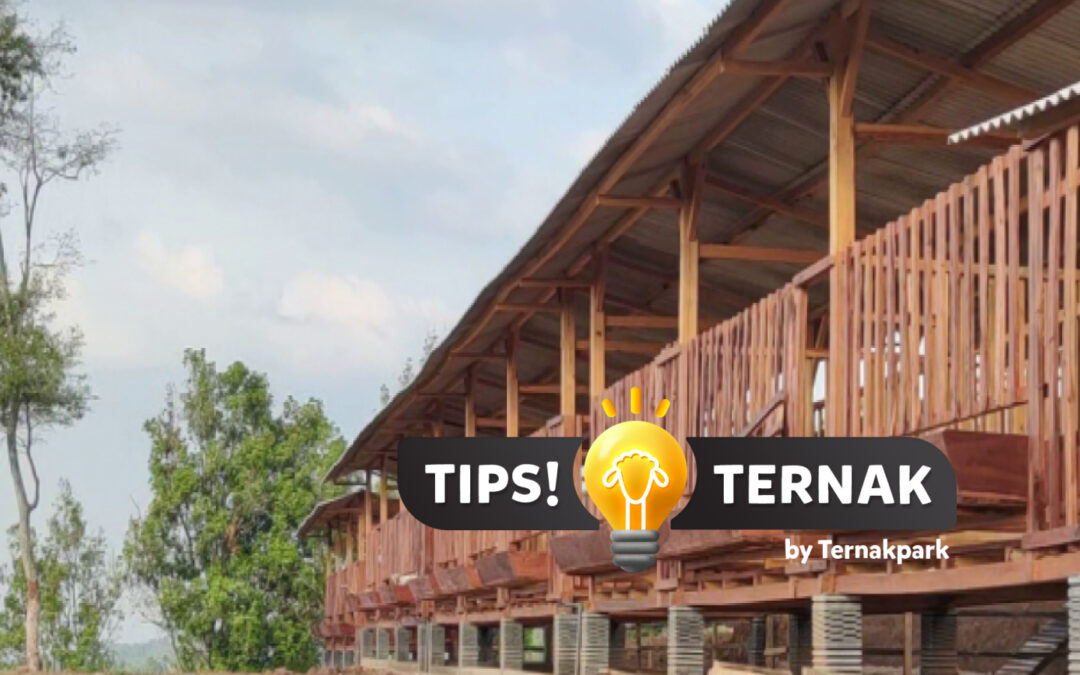 Cara Mudah Membangun Sistem Perkandangan Domba Modern