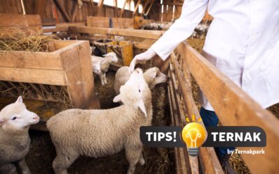 Panduan Lengkap Breeding Domba untuk Pemula