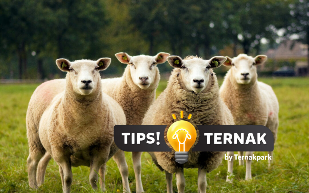 Tips Terbaik Meningkatkan Kualitas Domba Potong, Terbukti!