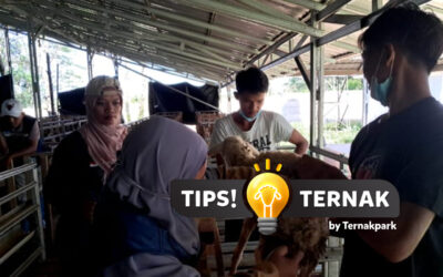 Vaksinasi Domba Wajib: Lindungi Ternak dari Penyakit Mematikan