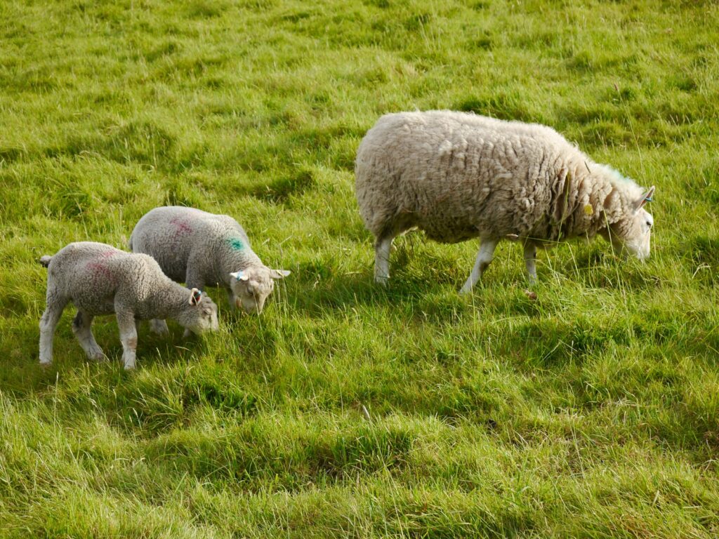 A mother sheep and two baby sheep grazing in a field