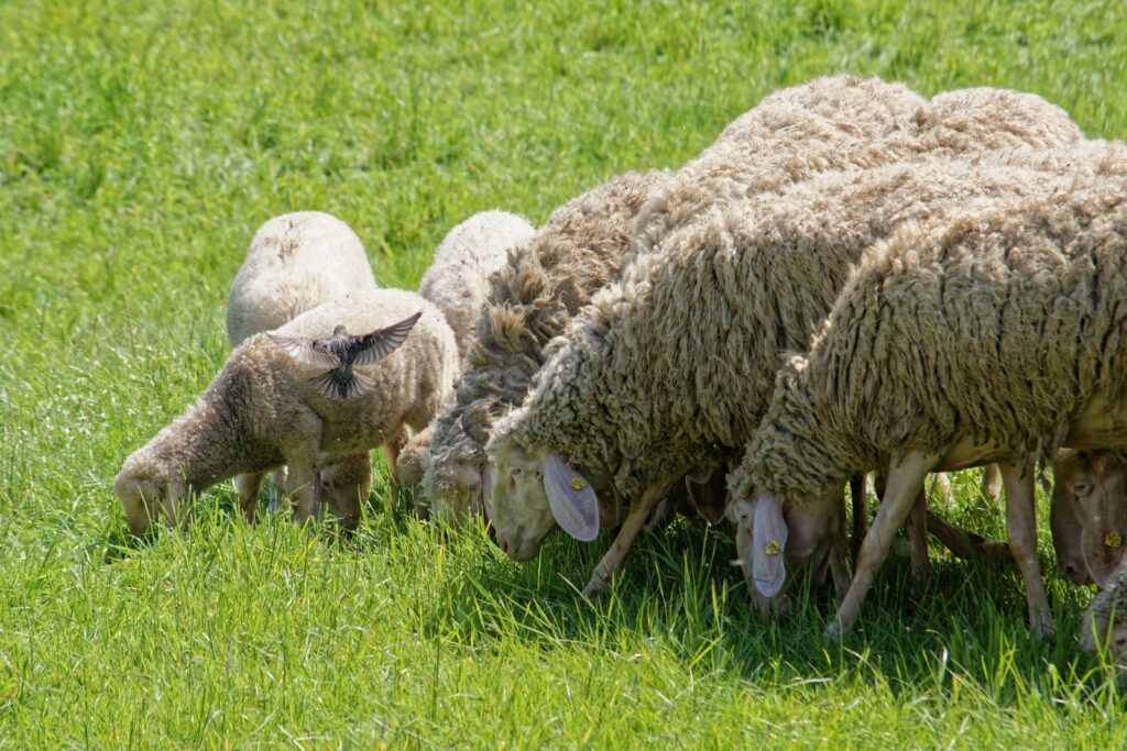A herd of sheep grazing on a lush green field
