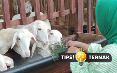 Pakan Fermentasi untuk Domba: Manfaat dan Cara Buat