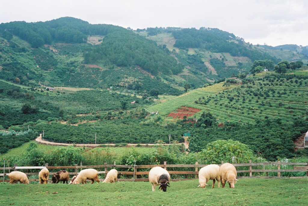 A herd of sheep grazing on a lush green hillside