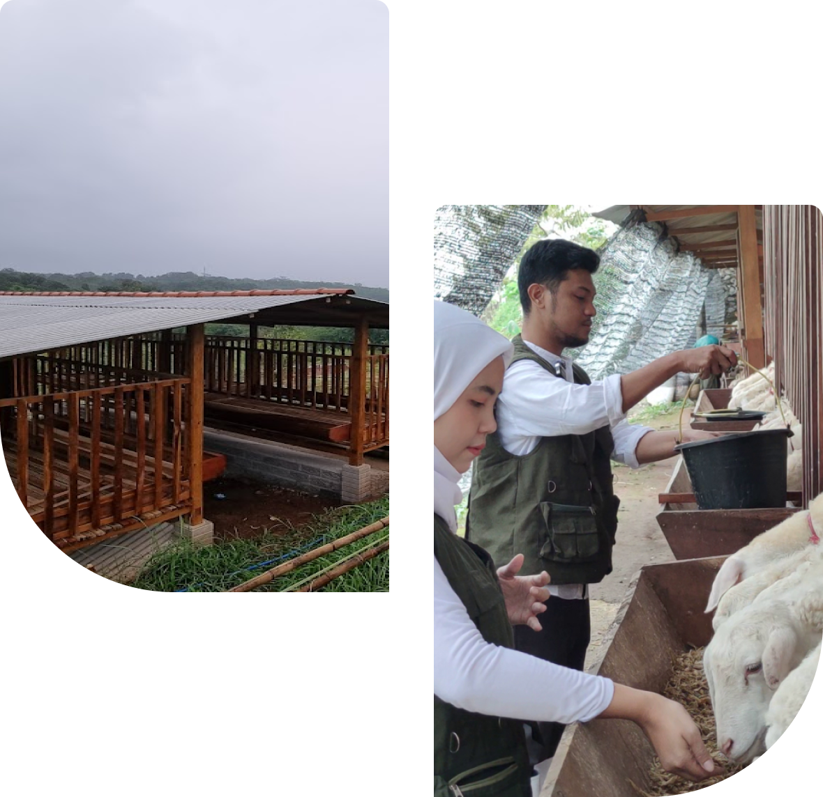 ternakpark purwakarta - peternakan domba modern di jawa barat